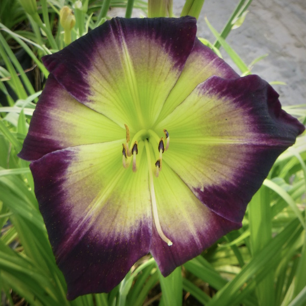 Ida's Laughter - 1 Fan